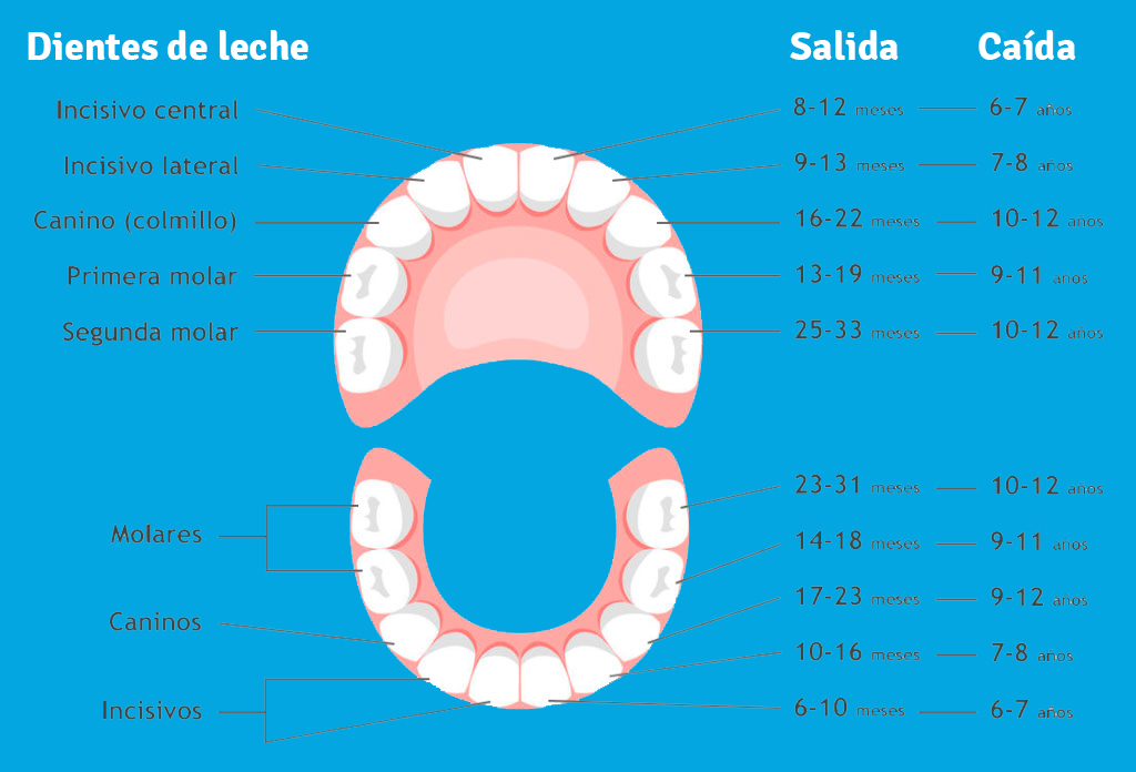salida-caída-dientes
